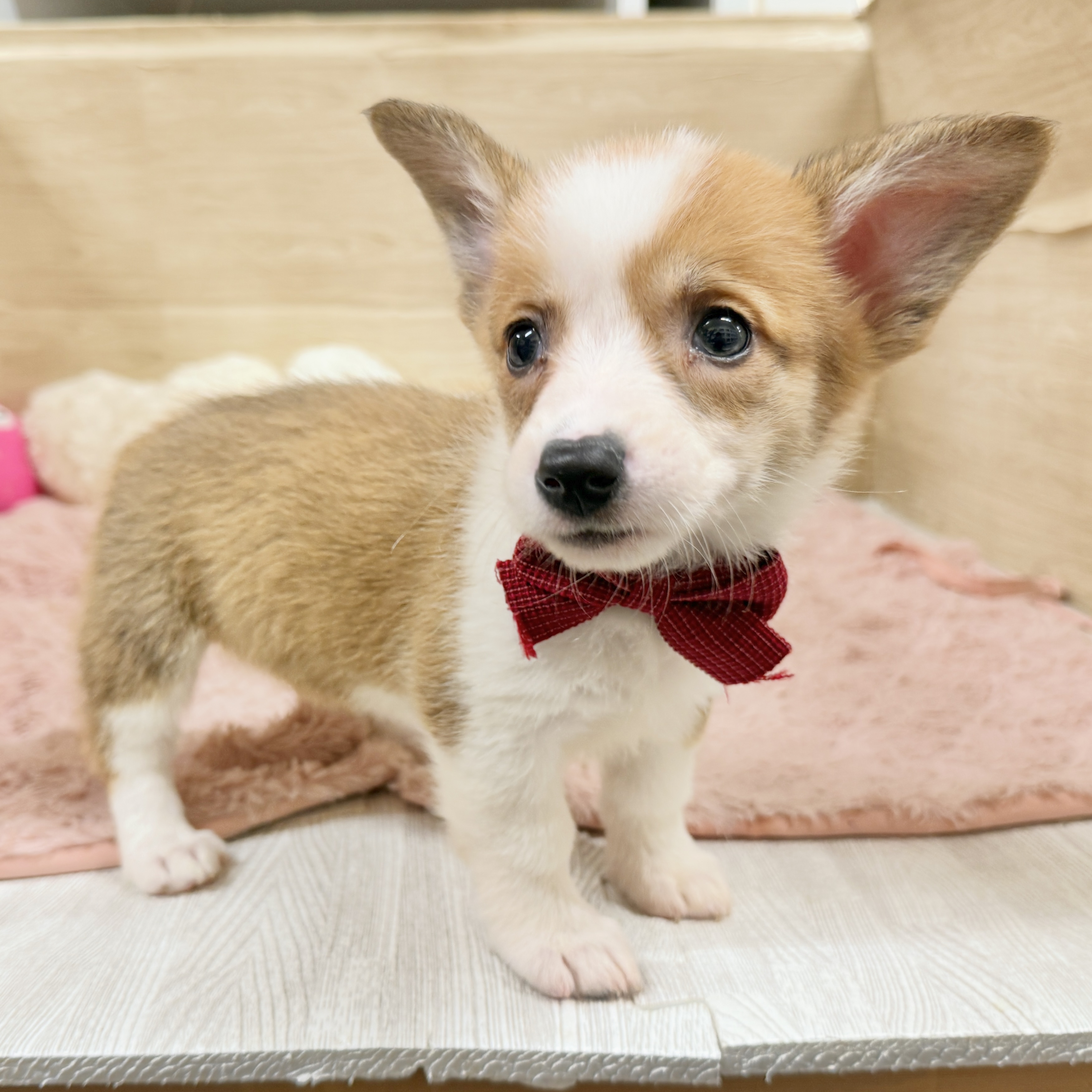 大阪府のウェルシュコーギーペンブローク (犬の家＆猫の里そよら東岸和田店/2026年8月9日生まれ/女の子/セーブルホワイト)の子犬の4枚目の画像