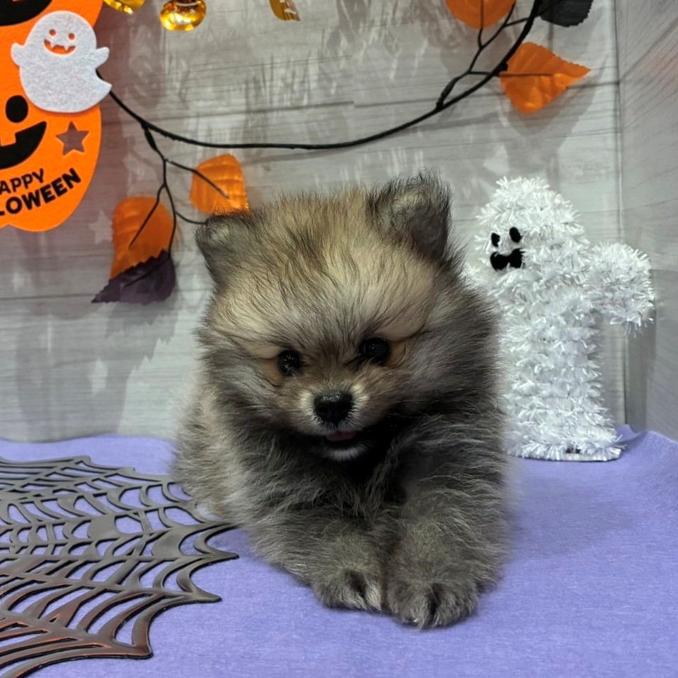 岡山県のポメラニアン (犬の家＆猫の里天満屋ハピーズ西大寺モール店/2026年8月6日生まれ/男の子/ウルフセーブル)の子犬の4枚目の画像