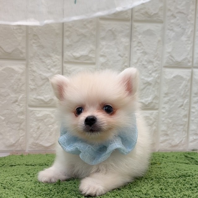 岡山県のポメラニアン (犬の家＆猫の里倉敷店/2026年8月6日生まれ/男の子/クリーム)の子犬の4枚目の画像