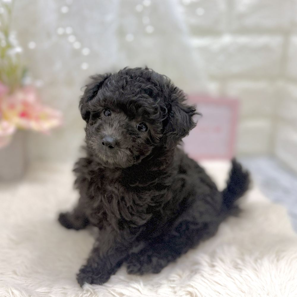 福井県のトイプードル(タイニー) (犬の家＆猫の里アミーゴ福井大和田店/2026年8月1日生まれ/女の子/グレー)の子犬の4枚目の画像