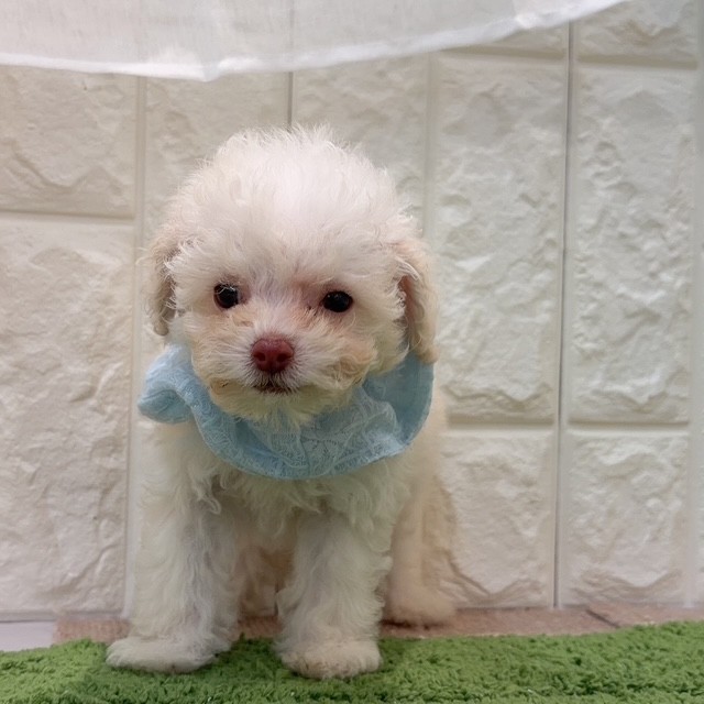 岡山県のトイプードル(タイニー) (犬の家＆猫の里倉敷店/2026年8月1日生まれ/男の子/ペールフォーン)の子犬の4枚目の画像