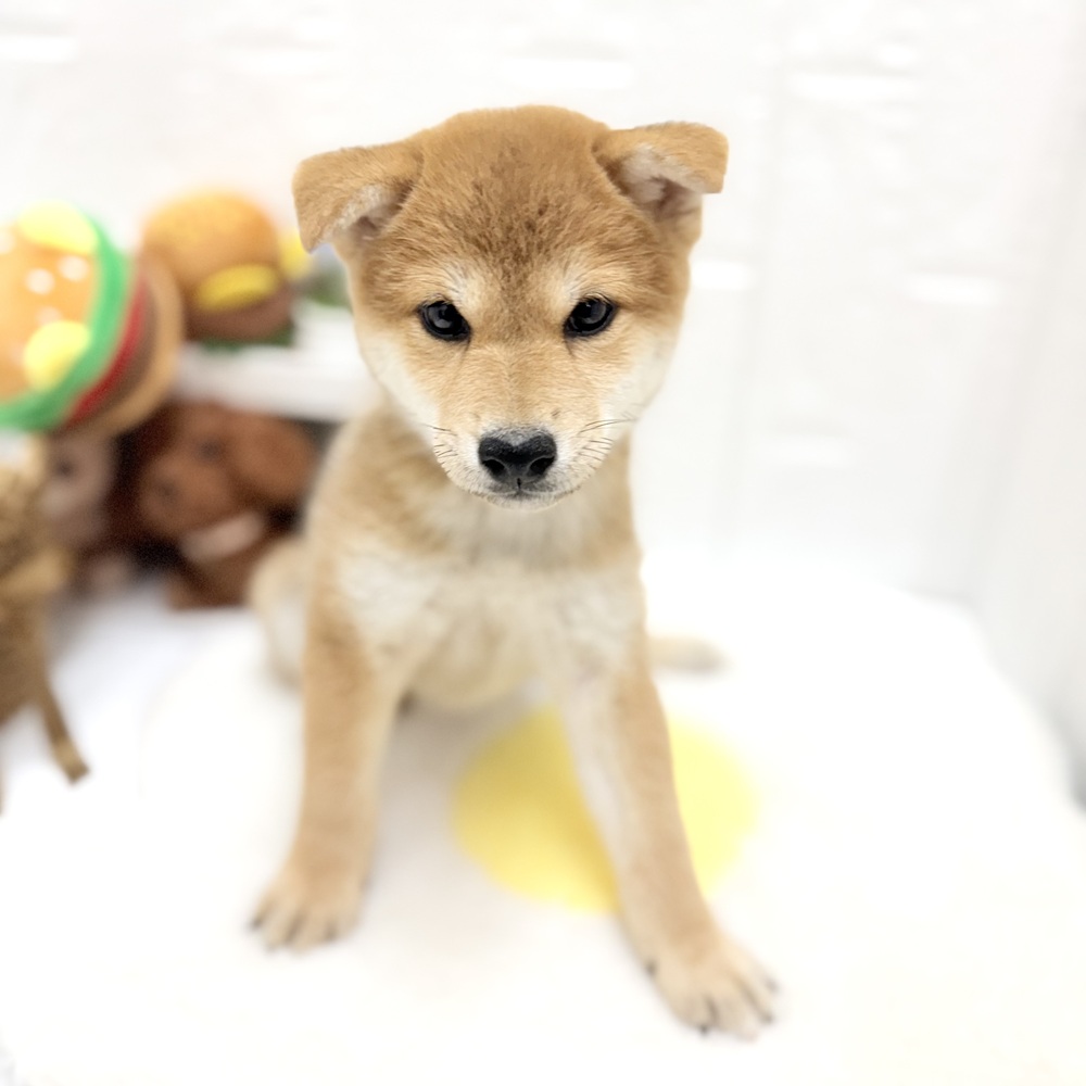 愛知県の柴犬(標準サイズ) (犬の家＆猫の里豊川インター店/2026年8月7日生まれ/女の子/赤)の子犬の4枚目の画像