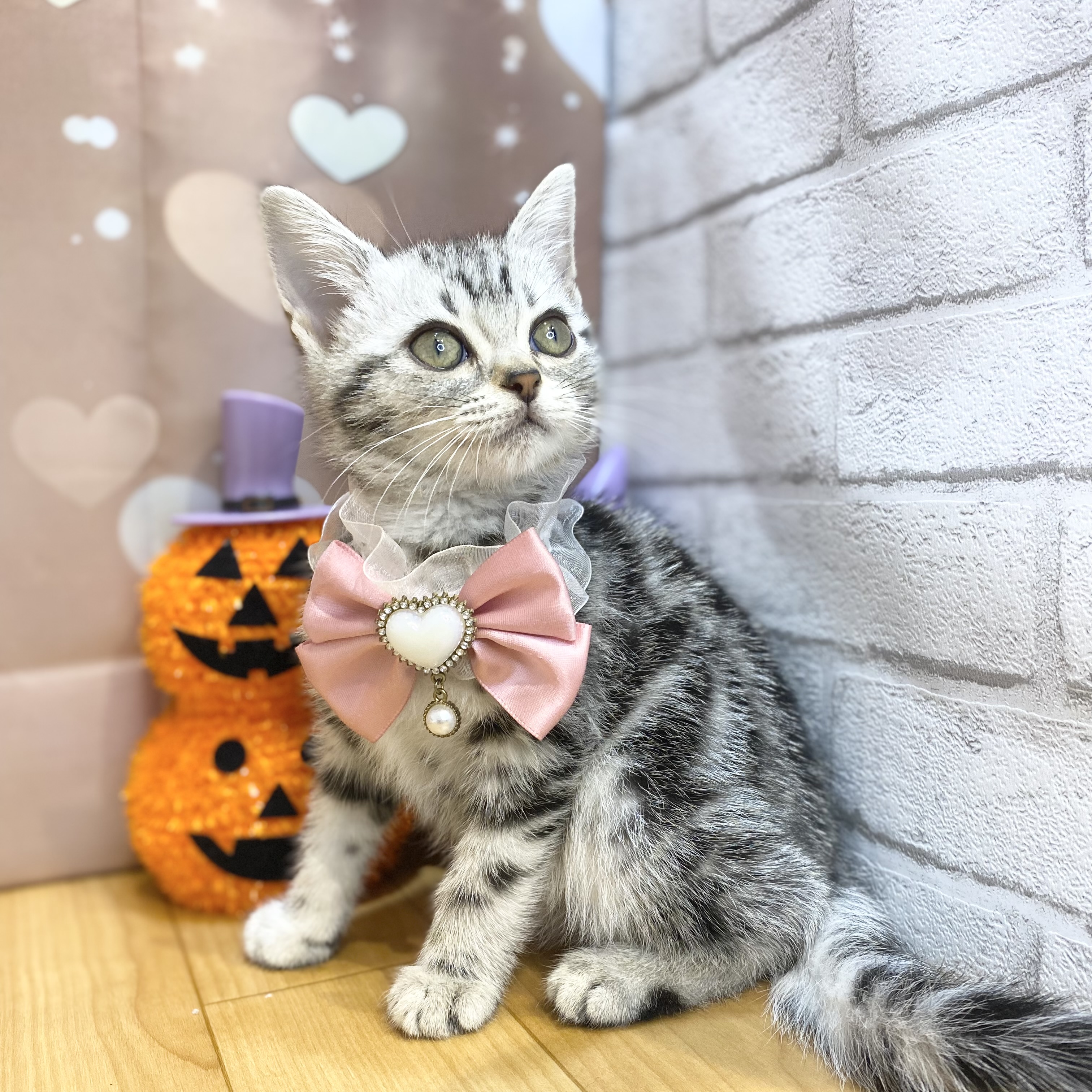 長野県のアメリカンショートヘアー (犬の家＆猫の里カインズ梓川店/2026年8月8日生まれ/女の子/シルバータビー)の子猫の4枚目の画像