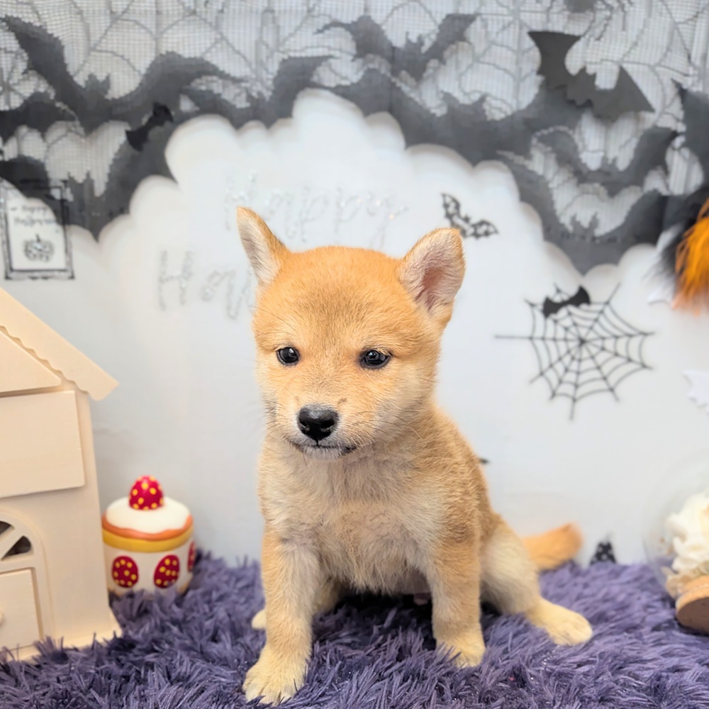 静岡県の柴犬(標準サイズ) (犬の家＆猫の里プレ葉ウォーク浜北店/2026年8月9日生まれ/女の子/赤)の子犬の4枚目の画像