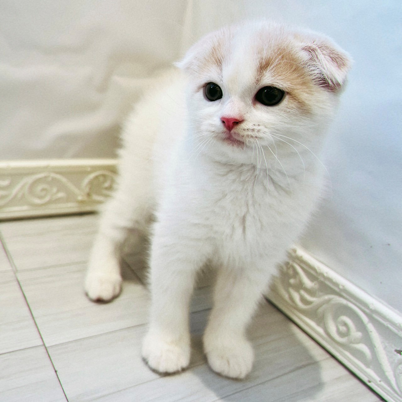 愛知県のスコティッシュフォールド (犬の家＆猫の里春日井本店/2026年8月9日生まれ/男の子/クリームタビーホワイトバン)の子猫の4枚目の画像