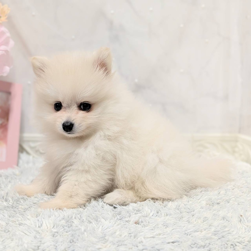 福井県のポメラニアン (犬の家＆猫の里福井店/2026年8月9日生まれ/女の子/クリーム)の子犬の4枚目の画像