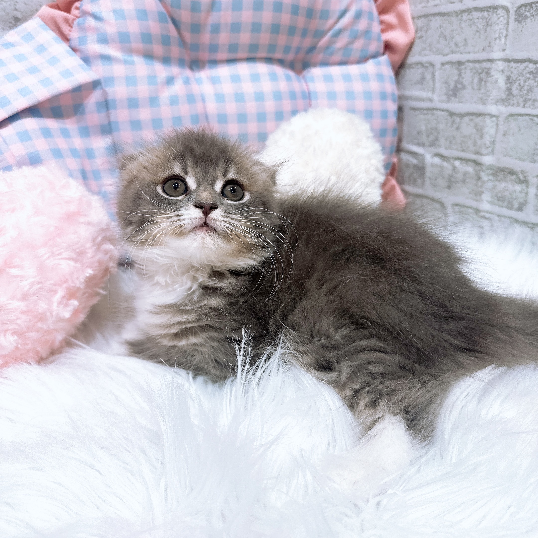 神奈川県のスコティッシュフォールド (犬の家＆猫の里元住吉ブレーメン通り店/2026年8月8日生まれ/女の子/ブルータビーホワイト)の子猫の4枚目の画像