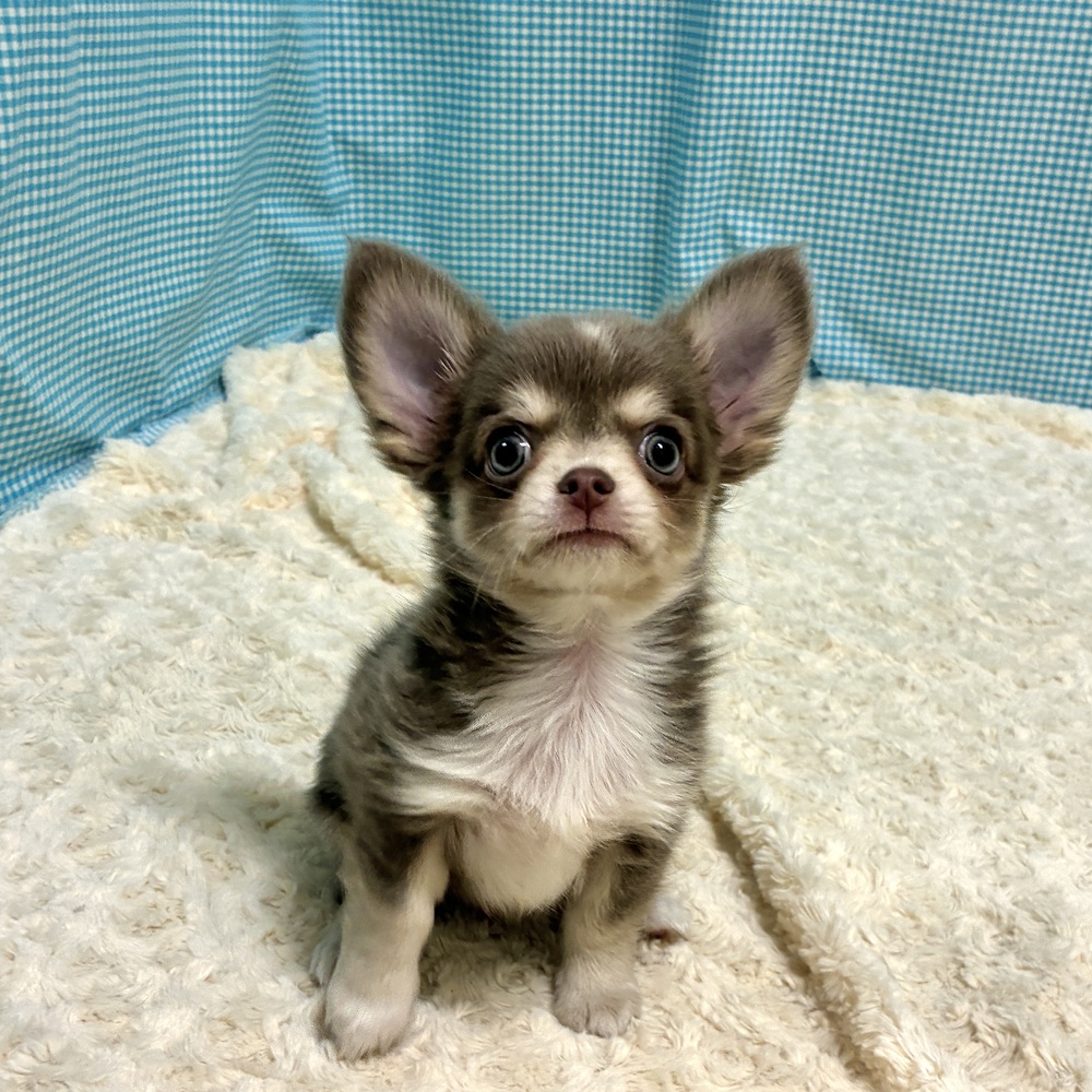 生体画像４