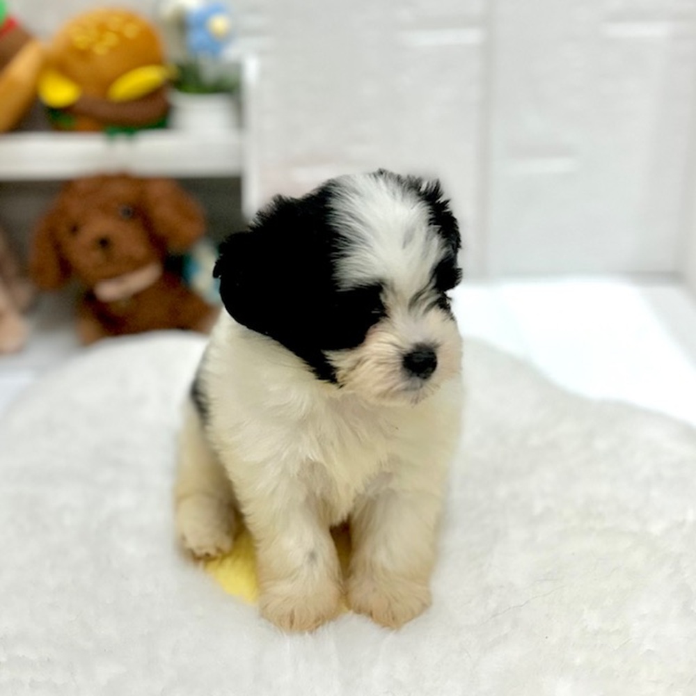 愛知県のハーフ犬・ミックス犬 (犬の家＆猫の里豊川インター店/2026年8月9日生まれ/男の子/ブラックホワイト)の子犬の4枚目の画像