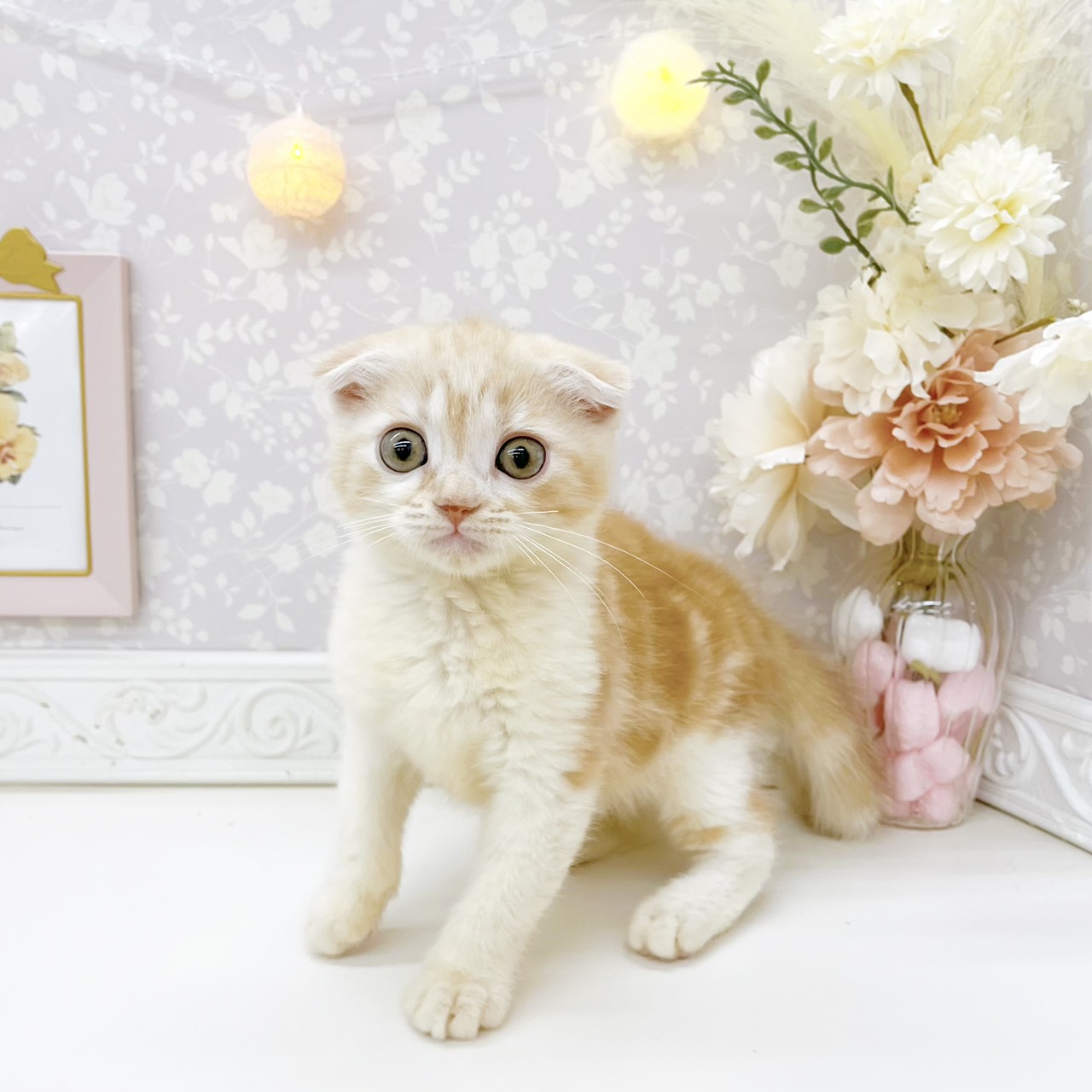 富山県のスコティッシュフォールド (犬の家＆猫の里富山店/2026年8月8日生まれ/男の子/クリームタビーホワイト)の子猫の4枚目の画像