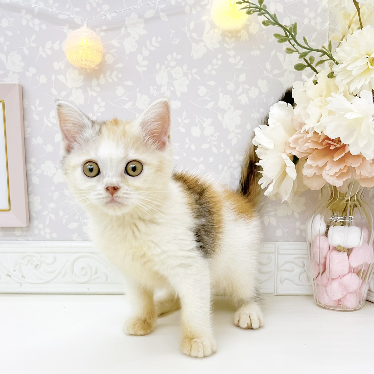富山県のスコティッシュストレート (犬の家＆猫の里富山店/2026年8月8日生まれ/女の子/ブラウンパッチドタビーホワイト)の子猫の4枚目の画像