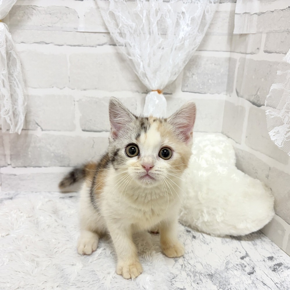 京都府のスコティッシュストレート (犬の家＆猫の里京都精華店/2026年8月8日生まれ/女の子/ブラウンパッチドタビーホワイト)の子猫の4枚目の画像