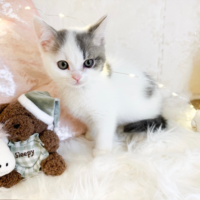 東京都のマンチカン (犬の家＆猫の里新宿店/2026年8月8日生まれ/女の子/ブルータビーホワイト)の子猫の4枚目の画像