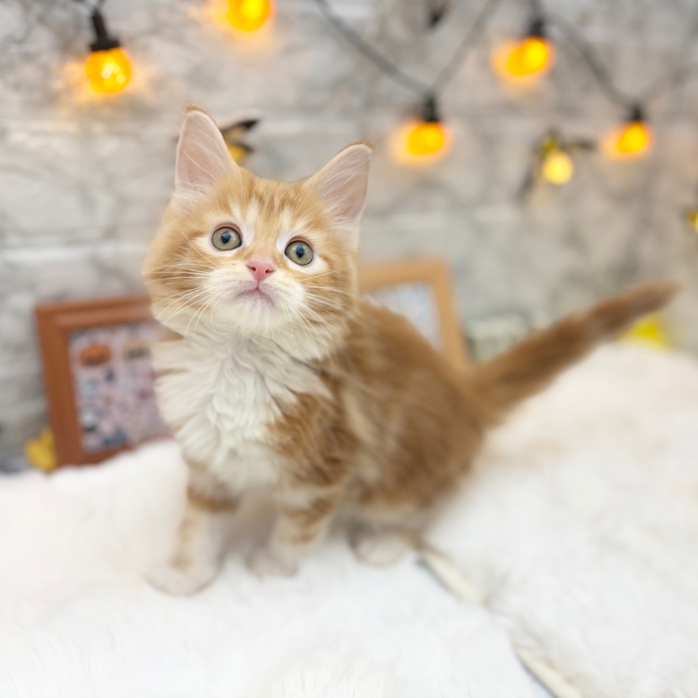 静岡県のメインクーン (犬の家＆猫の里MEGAドン・キホーテ袋井店/2026年8月10日生まれ/男の子/レッドタビーホワイト)の子猫の4枚目の画像