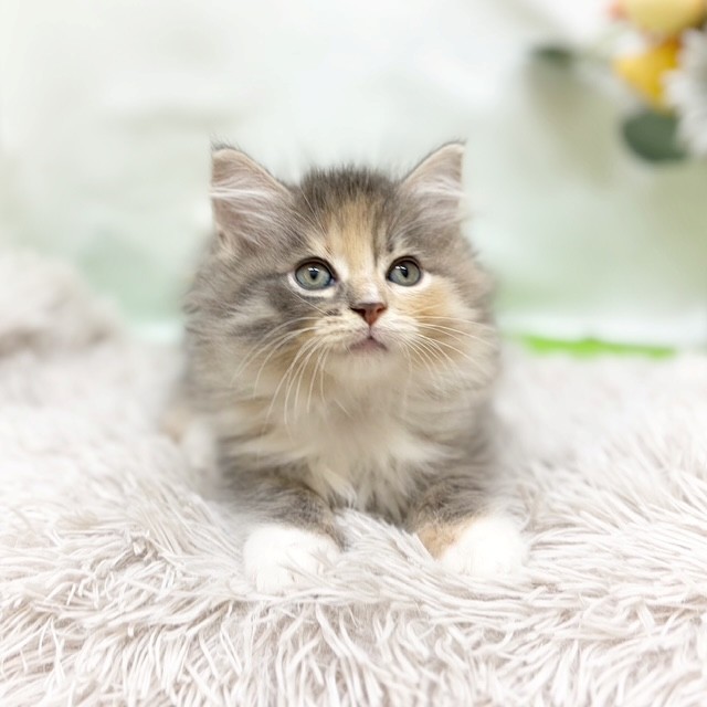 静岡県のサイベリアン (犬の家＆猫の里藤枝店/2026年8月3日生まれ/女の子/ブルーパッチドタビーホワイト)の子猫の4枚目の画像