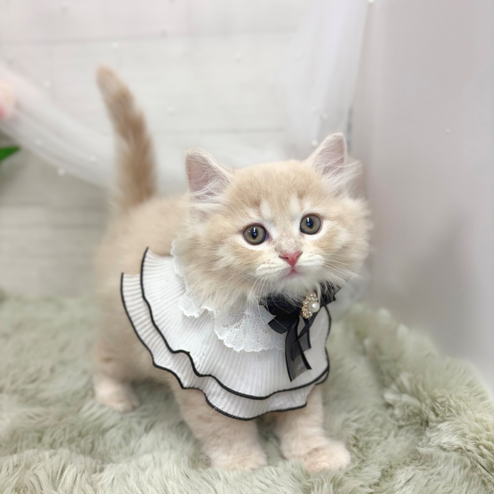 神奈川県のミヌエット (犬の家＆猫の里相模原店/2026年8月9日生まれ/男の子/クリームタビー)の子猫の4枚目の画像