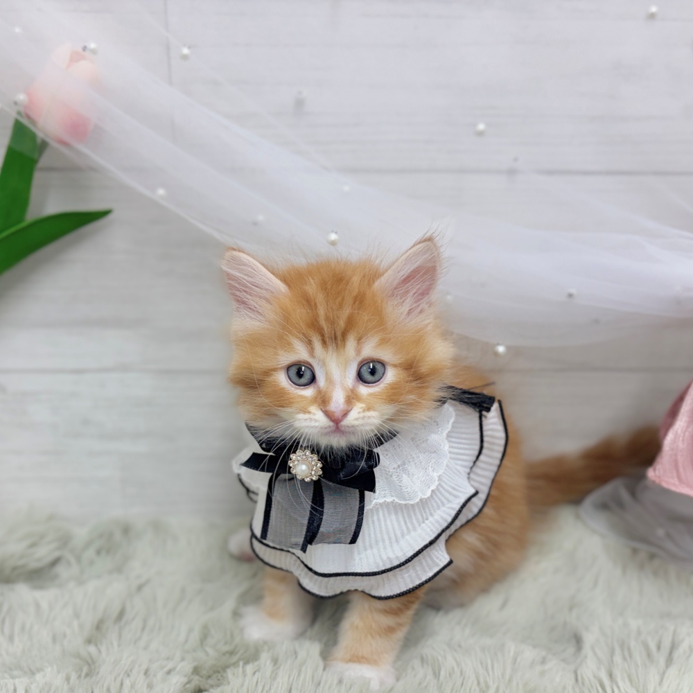 神奈川県のサイベリアン (犬の家＆猫の里相模原店/2026年8月8日生まれ/男の子/レッドタビーホワイト)の子猫の4枚目の画像
