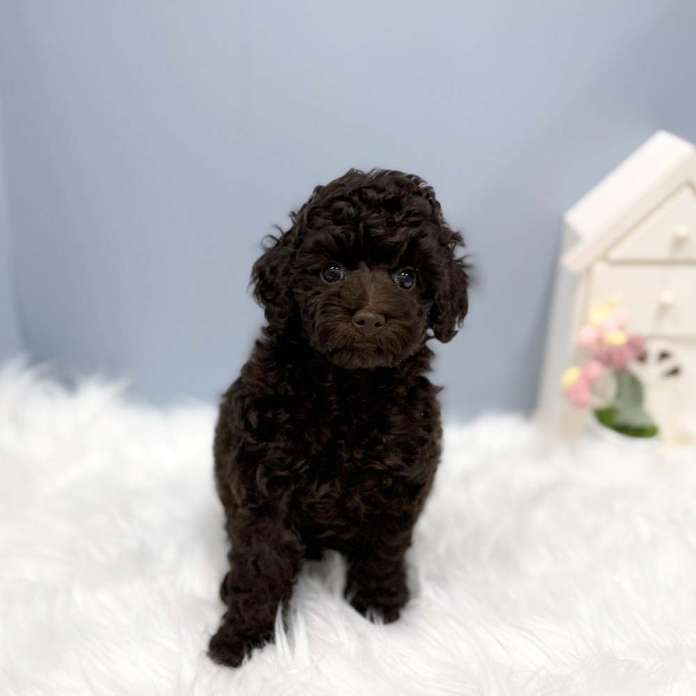 岡崎市(愛知県)のトイプードルの子犬|ペットミー