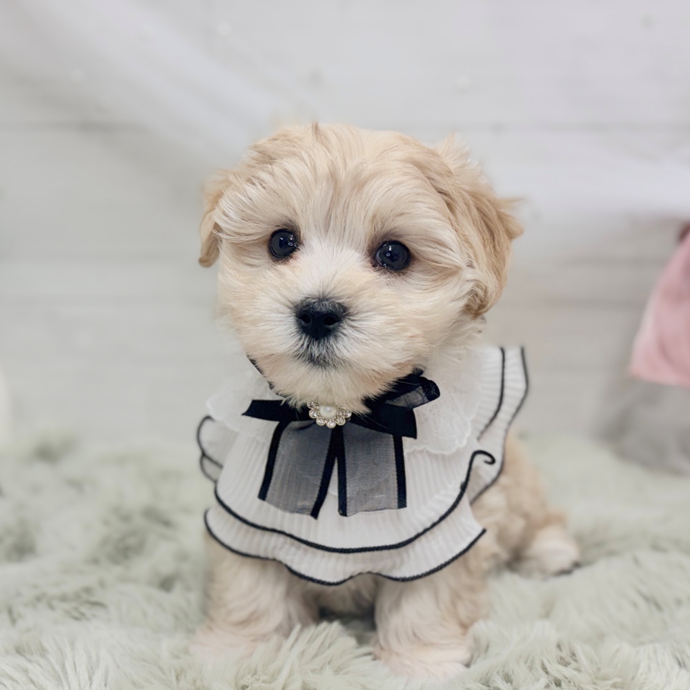 神奈川県のマルプー(マルチーズ×プードル) (犬の家＆猫の里相模原店/2026年8月5日生まれ/男の子/アプリコット)の子犬の4枚目の画像
