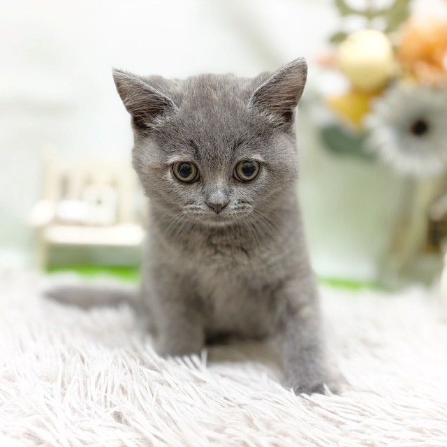 静岡県のブリティッシュショートヘアー (犬の家＆猫の里藤枝店/2026年8月5日生まれ/女の子/ブルークリーム)の子猫の4枚目の画像