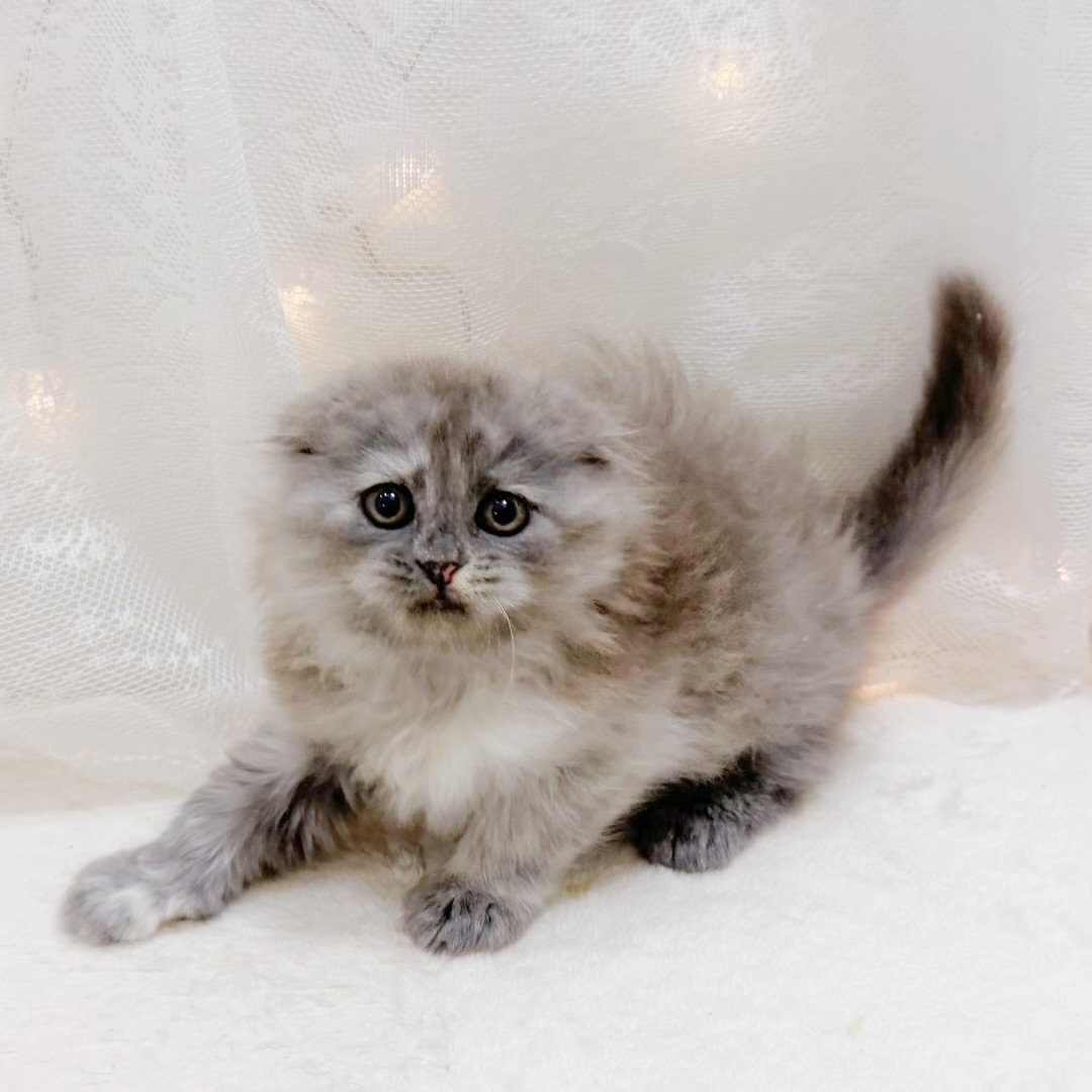 千葉県のスコティッシュフォールド (犬の家＆猫の里BIGHOPガーデンモール印西店/2026年8月8日生まれ/女の子/トーティーシェルスモーク)の子猫の4枚目の画像