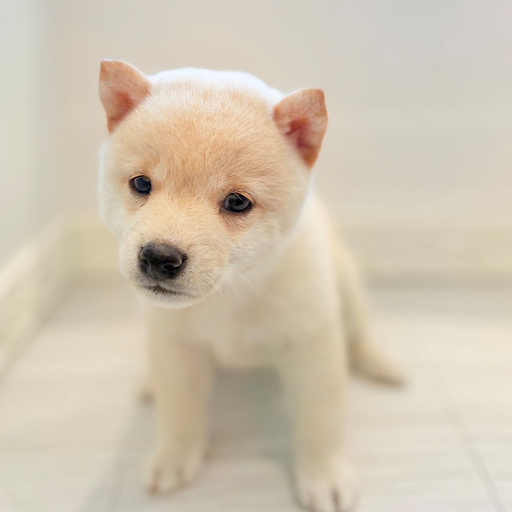 愛知県の柴犬(標準サイズ) (犬の家＆猫の里春日井本店/2026年8月10日生まれ/男の子/白)の子犬の4枚目の画像