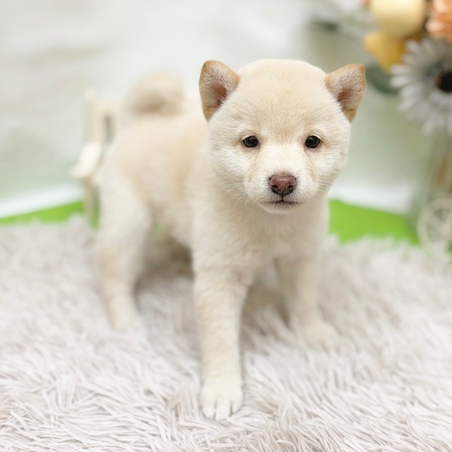 静岡県の柴犬(標準サイズ) (犬の家＆猫の里藤枝店/2026年8月10日生まれ/女の子/白)の子犬の4枚目の画像
