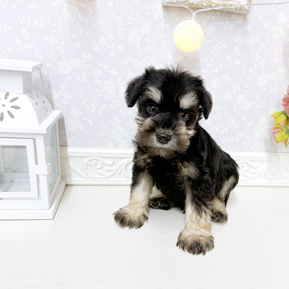 富山県のミニチュアシュナウザー (犬の家＆猫の里アミーゴ山室店/2026年8月11日生まれ/男の子/ブラックシルバー)の子犬の4枚目の画像
