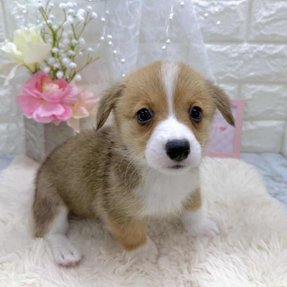 福井県のウェルシュコーギーペンブローク (犬の家＆猫の里アミーゴ福井大和田店/2026年8月6日生まれ/女の子/セーブルホワイト)の子犬の4枚目の画像