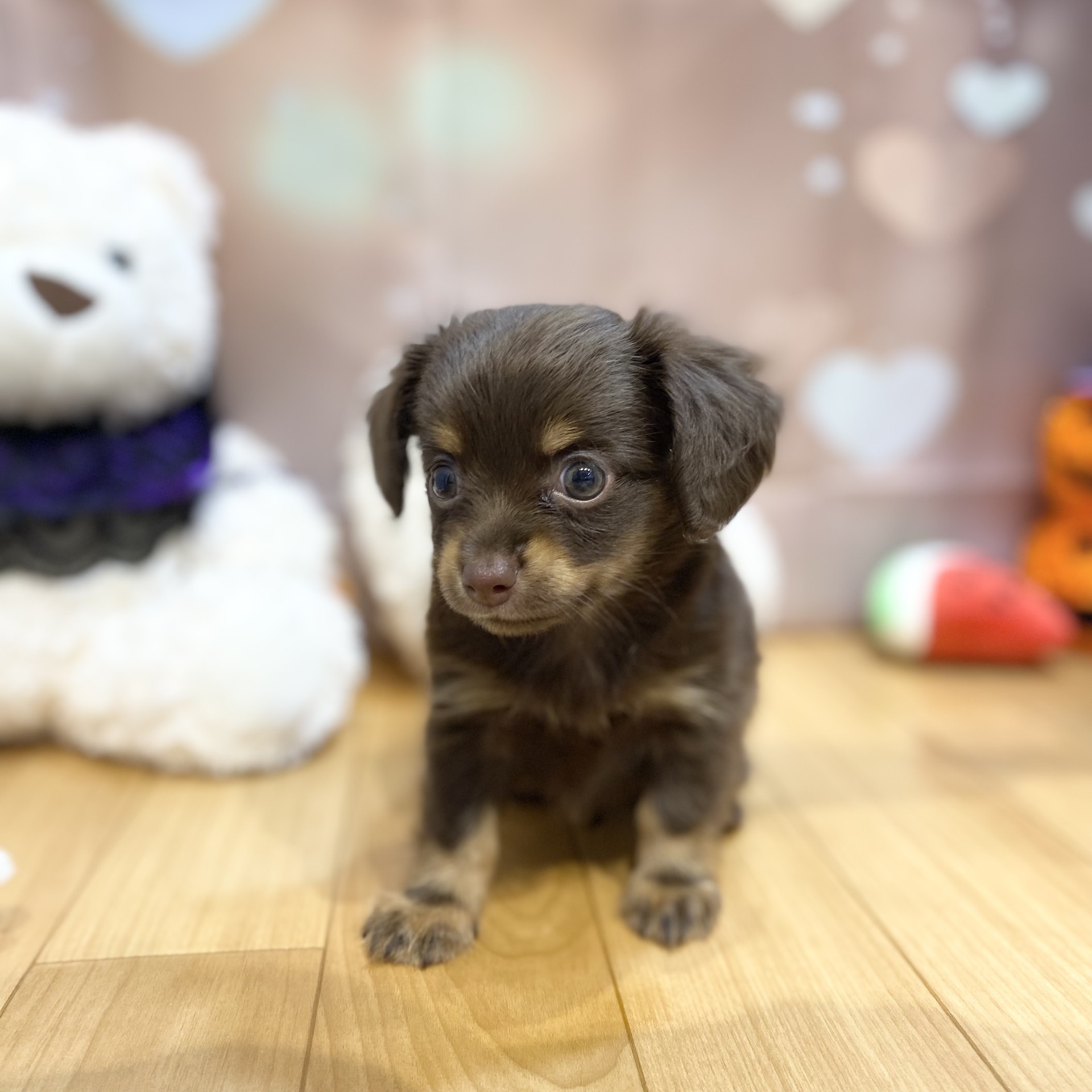 長野県のチワックス(チワワ×ダックス) (犬の家＆猫の里カインズ梓川店/2026年8月10日生まれ/男の子/チョコレートタン)の子犬の4枚目の画像