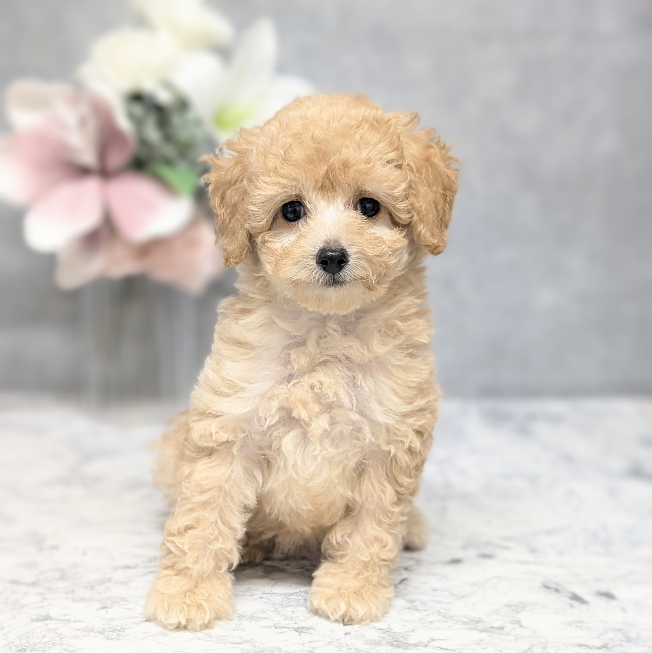 愛知県のトイプードル(タイニー) (犬の家＆猫の里安城店/2026年8月8日生まれ/女の子/アプリコット)の子犬の1枚目の画像