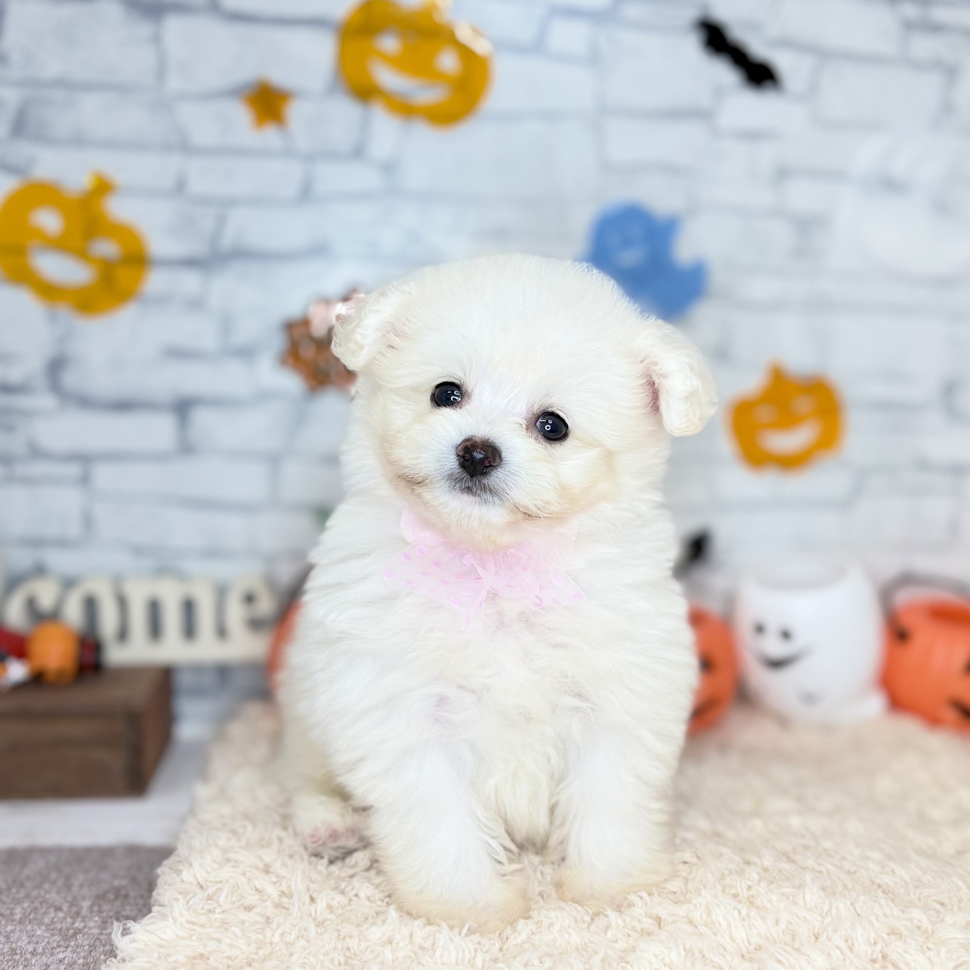 長野県のポメプー(ポメラニアン×プードル) (犬の家＆猫の里長野店/2026年8月10日生まれ/男の子/ホワイト)の子犬の4枚目の画像