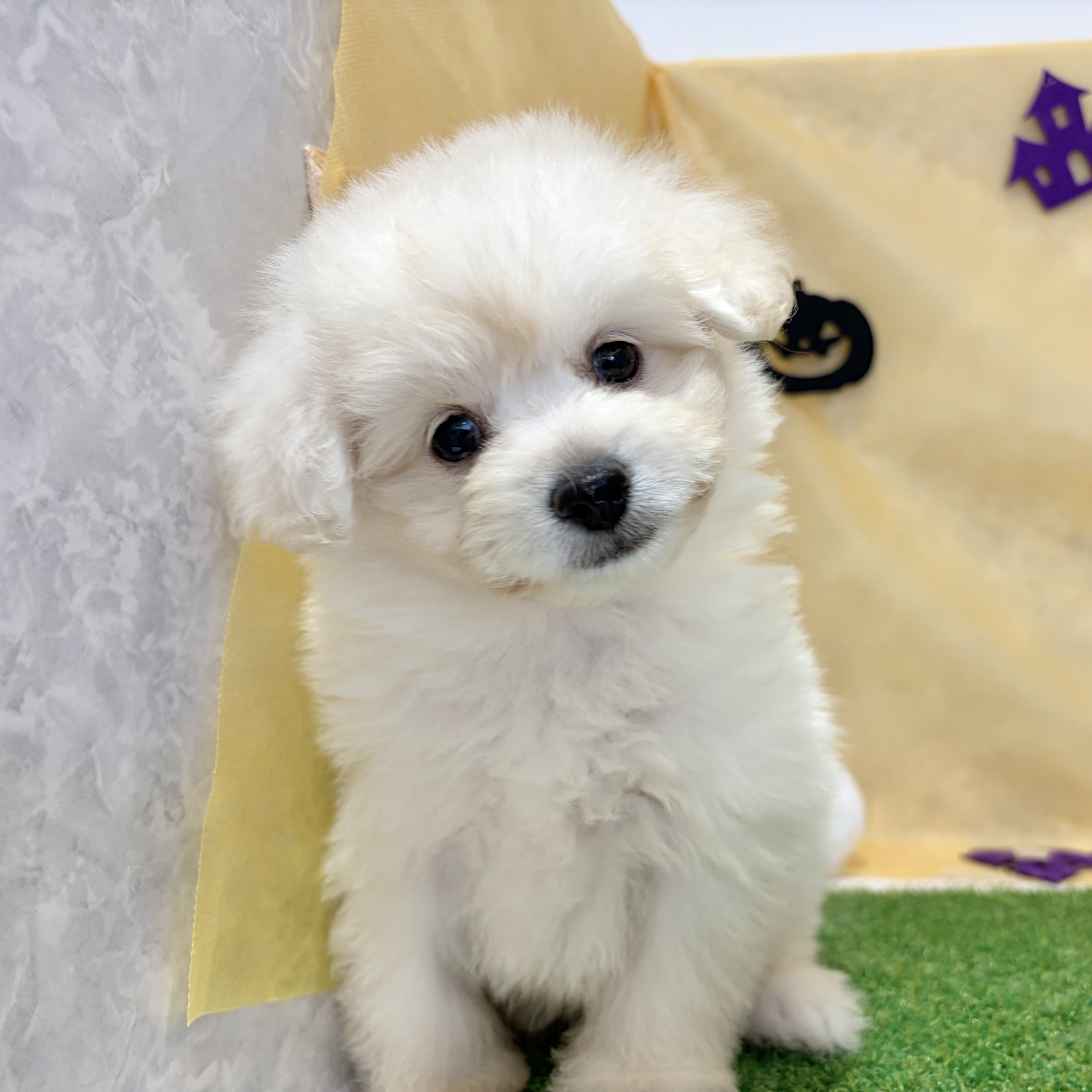 福岡県のポメプー(ポメラニアン×プードル) (犬の家＆猫の里くりえいと宗像店/2026年8月10日生まれ/男の子/ホワイト)の子犬の4枚目の画像