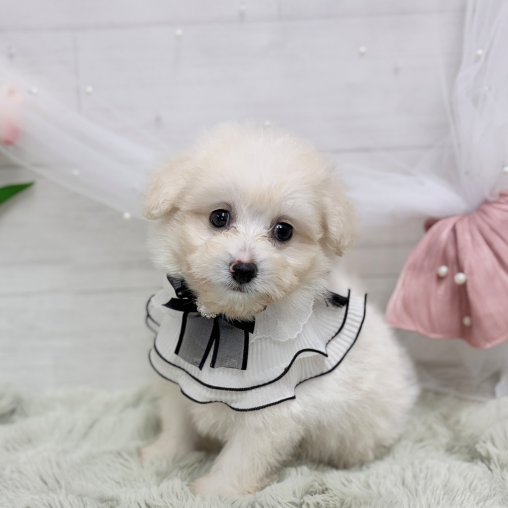 神奈川県のポメプー(ポメラニアン×プードル) (犬の家＆猫の里相模原店/2026年8月10日生まれ/男の子/ホワイト)の子犬の4枚目の画像