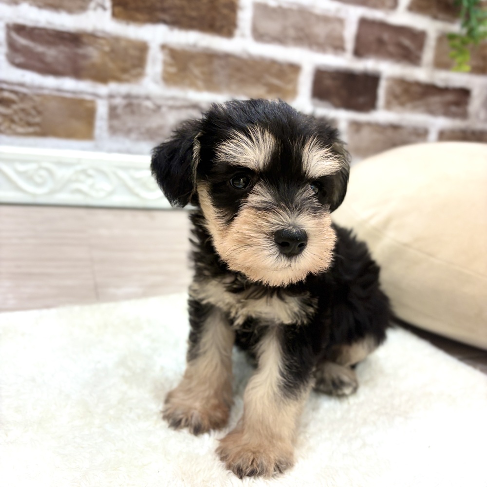 三重県のミニチュアシュナウザー (犬の家＆猫の里三重桑名店/2026年8月10日生まれ/男の子/ブラックシルバー)の子犬の4枚目の画像