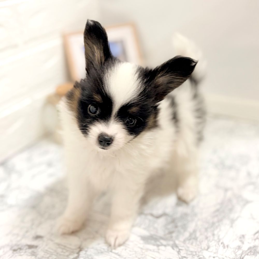 愛知県のパピヨン (犬の家＆猫の里豊田店/2026年8月11日生まれ/男の子/トライカラー)の子犬の4枚目の画像