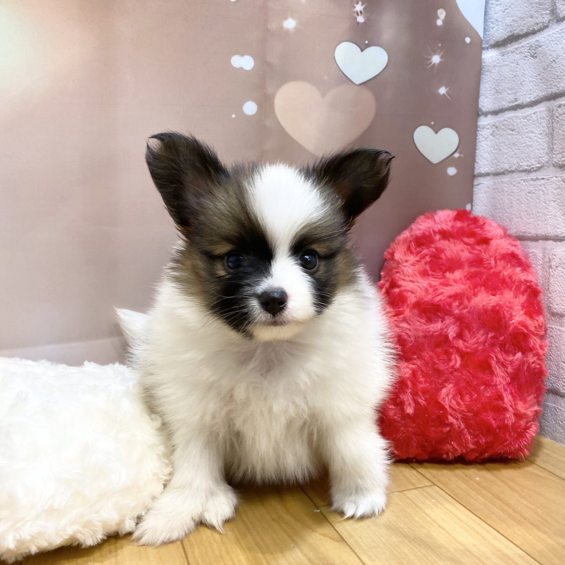 長野県のパピヨン (犬の家＆猫の里カインズ梓川店/2026年8月11日生まれ/男の子/ホワイトブラウン)の子犬の4枚目の画像