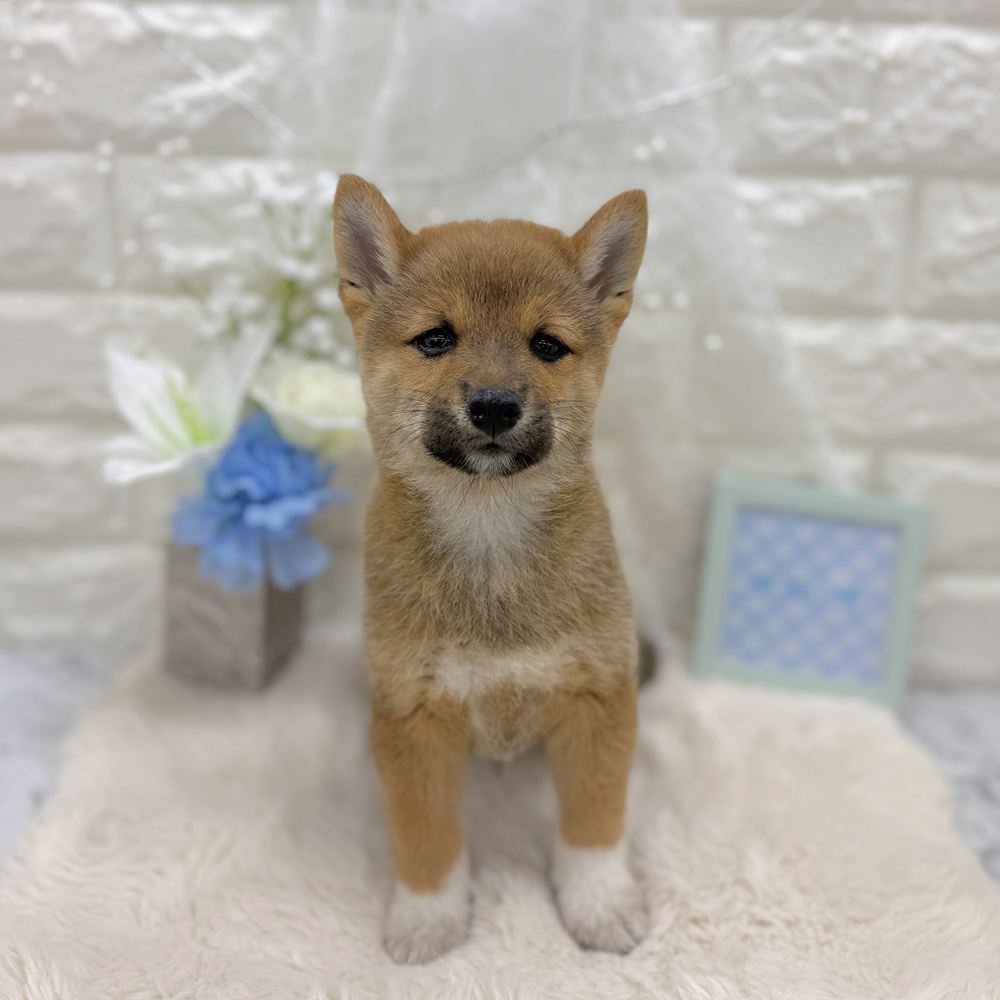 福井県の柴犬(標準サイズ) (犬の家＆猫の里アミーゴ福井大和田店/2026年8月10日生まれ/男の子/赤)の子犬の4枚目の画像