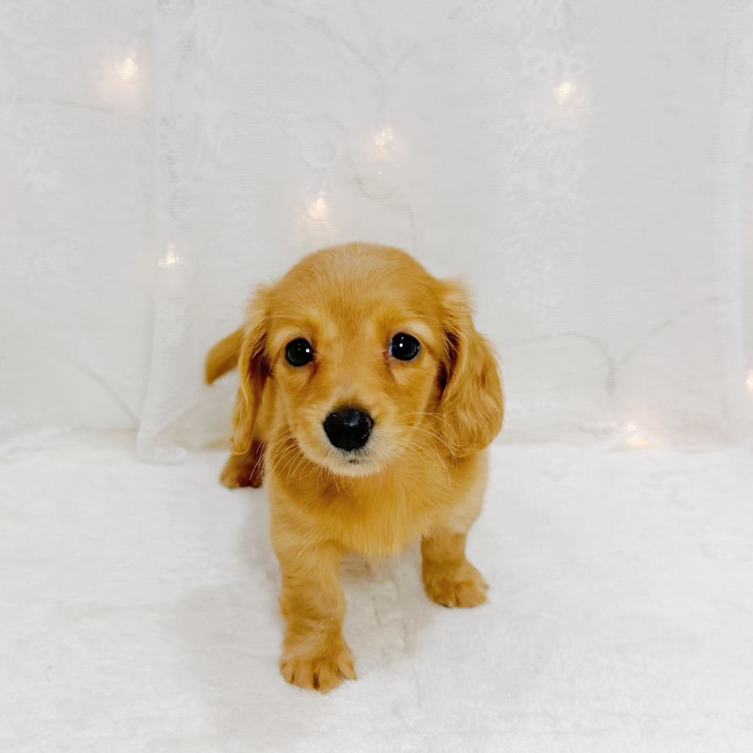千葉県のミニチュアダックスフンド(ロング) (犬の家＆猫の里BIGHOPガーデンモール印西店/2026年8月11日生まれ/女の子/ゴールド)の子犬の4枚目の画像