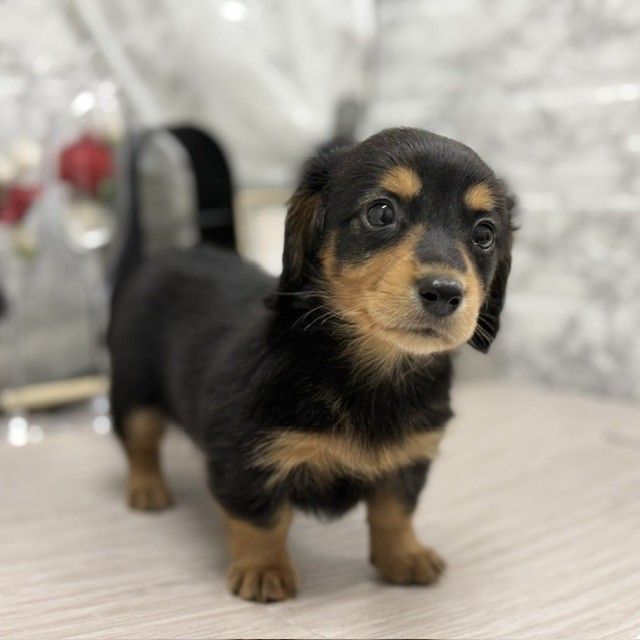 千葉県のミニチュアダックスフンド(ロング) (犬の家＆猫の里ワンズモール稲毛店/2026年8月11日生まれ/男の子/ブラックタン)の子犬の1枚目の画像