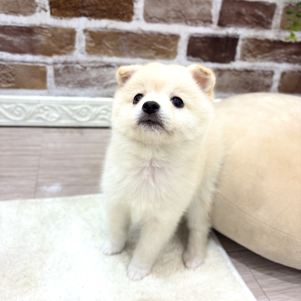 三重県のポメ柴/豆ポメ/ポメ豆柴(ポメラニアン×柴犬) (犬の家＆猫の里三重桑名店/2026年8月7日生まれ/女の子/白)の子犬の4枚目の画像