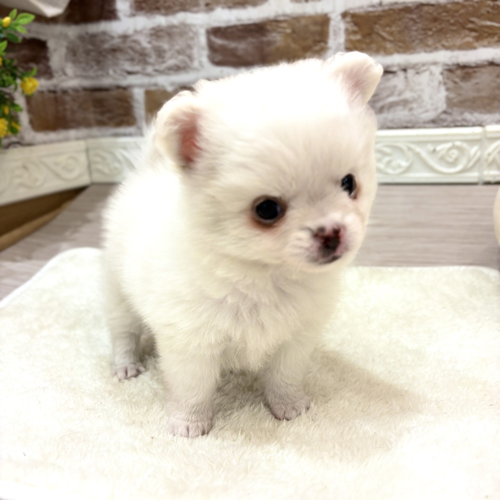 三重県のポメチワ/チワポメ/ポメチー(ポメラニアン×チワワ) (犬の家＆猫の里三重桑名店/2026年8月9日生まれ/男の子/クリーム)の子犬の4枚目の画像