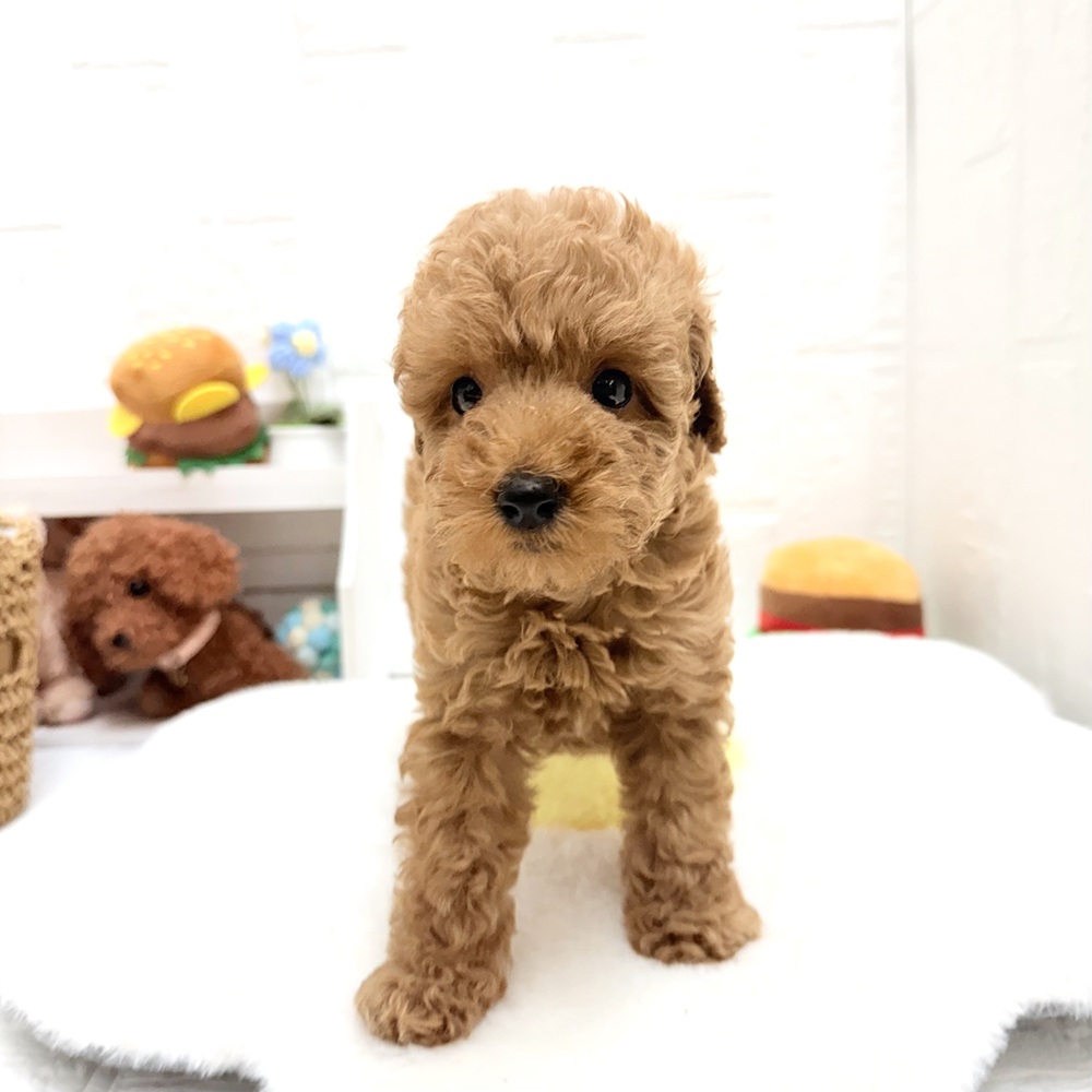 愛知県のトイプードル(トイ) (犬の家＆猫の里豊川インター店/2026年8月10日生まれ/女の子/アプリコット)の子犬の4枚目の画像
