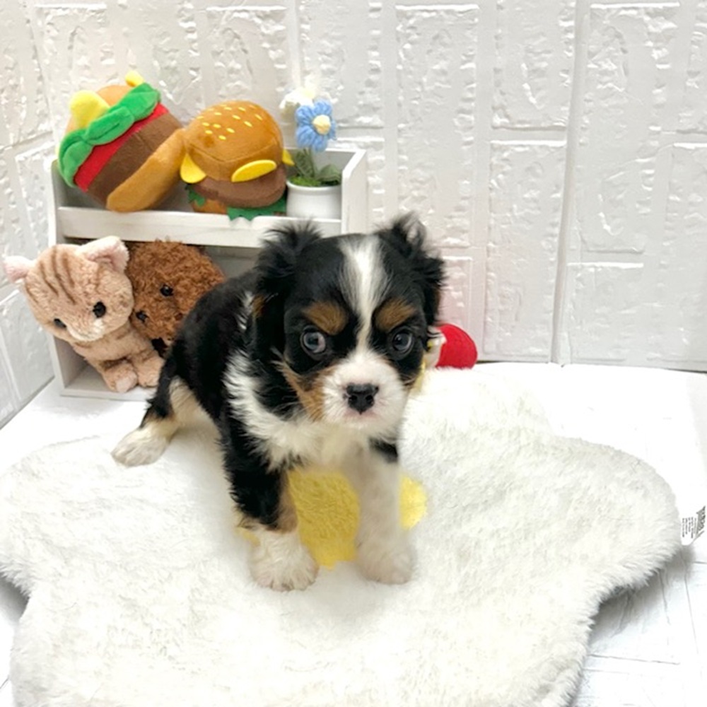 愛知県のキャバリアキングチャールズスパニエル (犬の家＆猫の里豊川インター店/2026年8月11日生まれ/男の子/トライカラー)の子犬の4枚目の画像