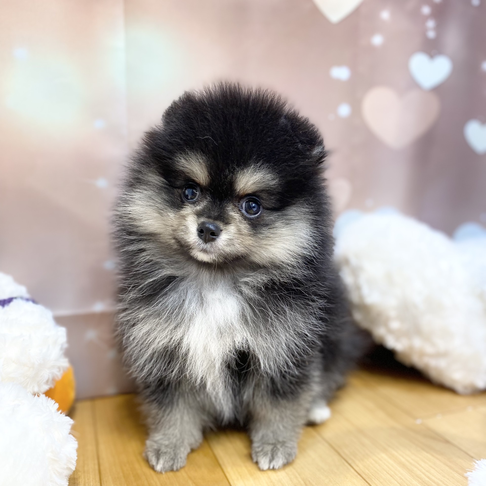長野県のポメラニアン (犬の家＆猫の里カインズ梓川店/2026年8月6日生まれ/女の子/ブラックタンホワイト)の子犬の4枚目の画像