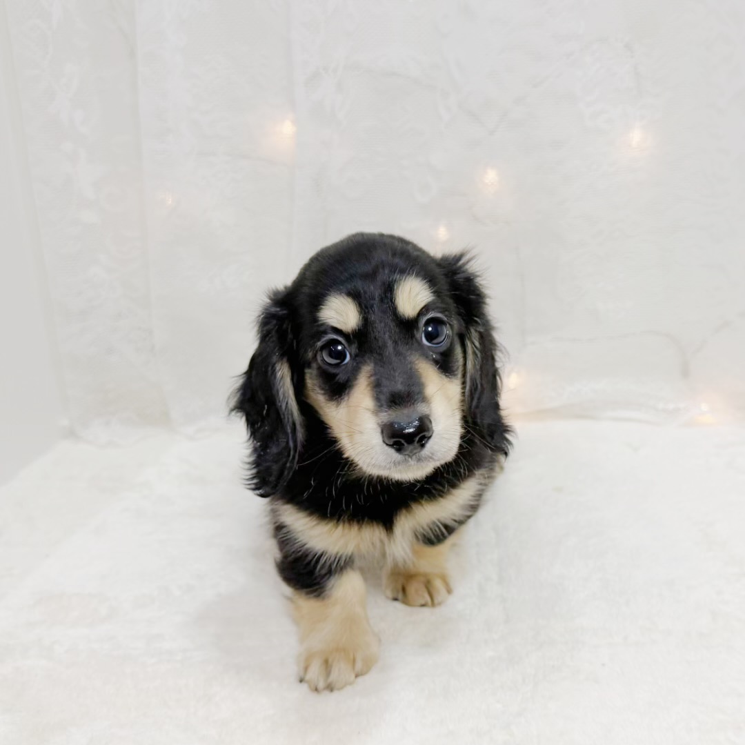 千葉県のミニチュアダックスフンド(ロング) (犬の家＆猫の里BIGHOPガーデンモール印西店/2026年8月10日生まれ/男の子/ブラックイエロー)の子犬の4枚目の画像