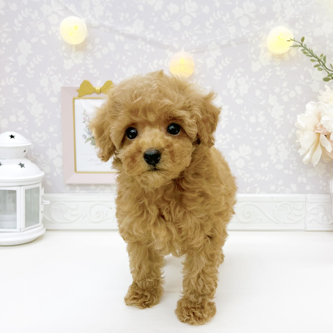 富山県のトイプードル(トイ) (犬の家＆猫の里富山店/2026年8月11日生まれ/男の子/レッド)の子犬の4枚目の画像