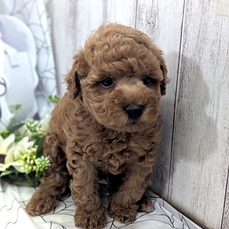神奈川県のトイプードル(トイ) (犬の家＆猫の里小田原店/2026年8月11日生まれ/男の子/レッド)の子犬の4枚目の画像