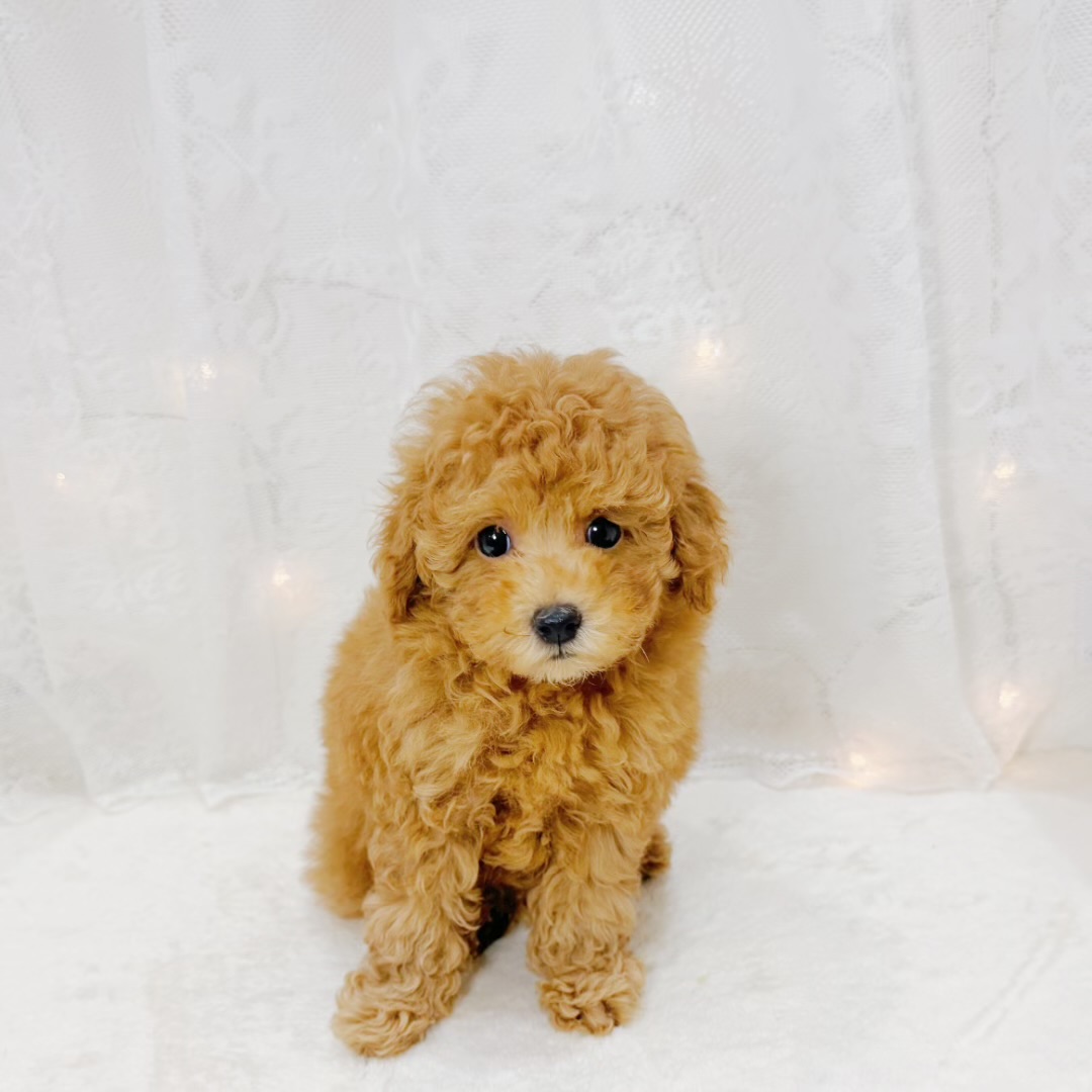 千葉県のトイプードル(トイ) (犬の家＆猫の里BIGHOPガーデンモール印西店/2026年8月8日生まれ/女の子/オレンジフォーン)の子犬の1枚目の画像