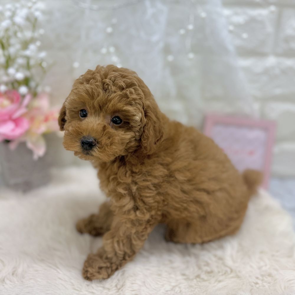 福井県のトイプードル(トイ) (犬の家＆猫の里アミーゴ福井大和田店/2026年8月8日生まれ/女の子/レッドフォーン)の子犬の4枚目の画像